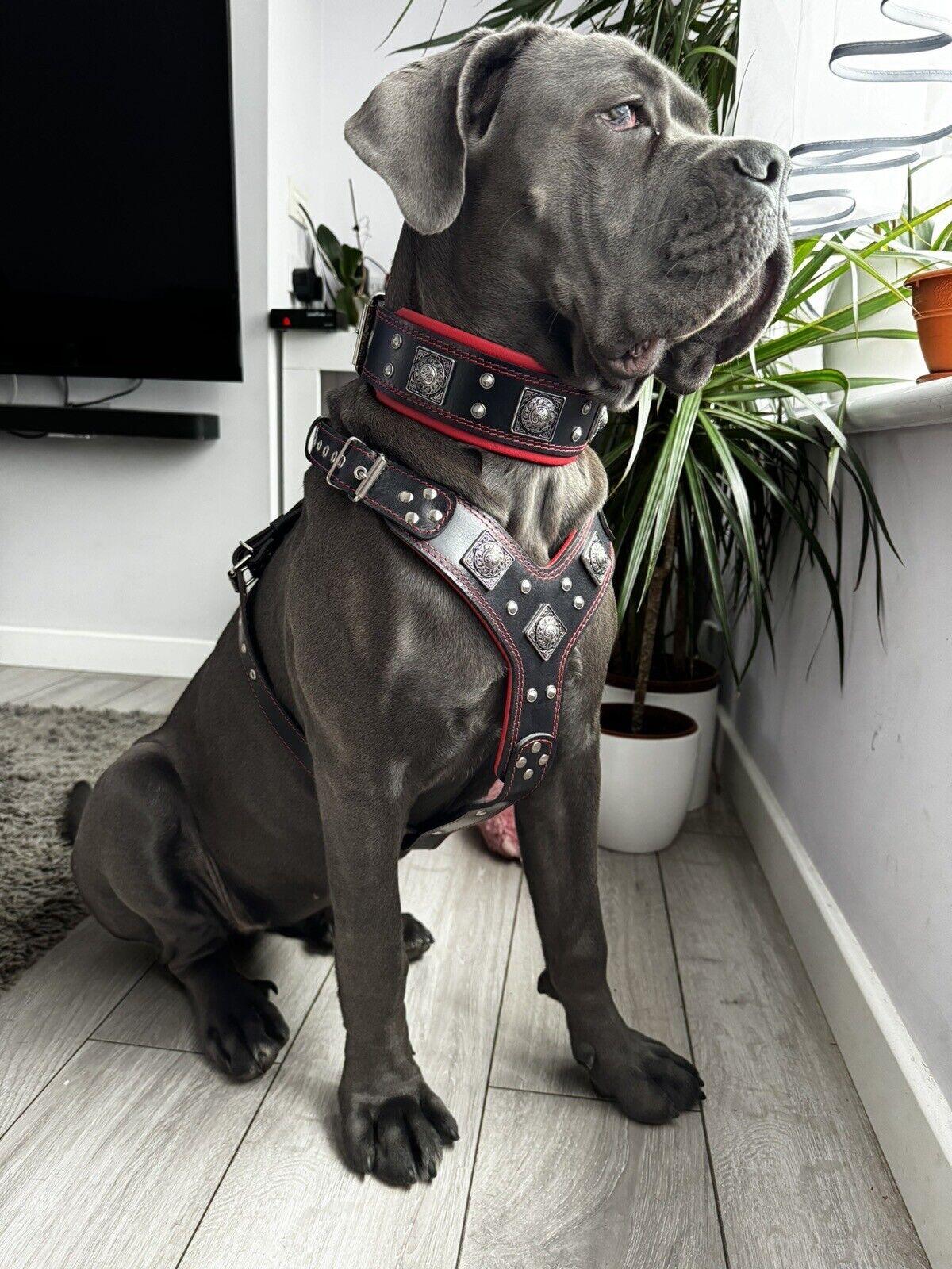 "EROS" großes Hundeset – Geschirr, Halsband, Leine in Schwarz & Rot-2