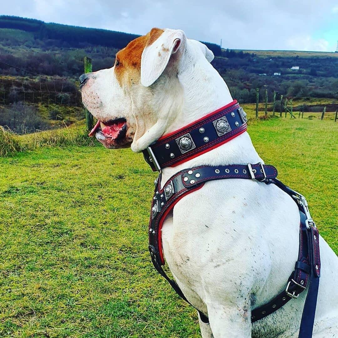 "EROS" großes Hundeset – Geschirr, Halsband, Leine in Schwarz & Rot-1