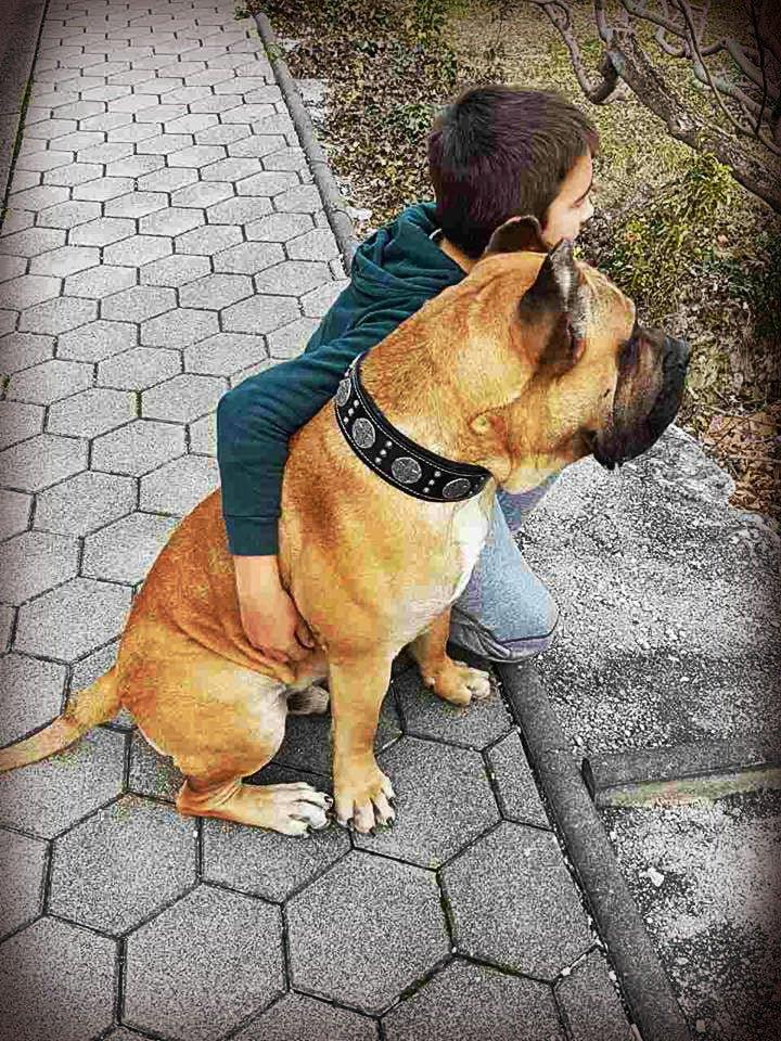 "Maximus Silver" großes Hundeset – Geschirr, Halsband, Leine in Schwarz-3