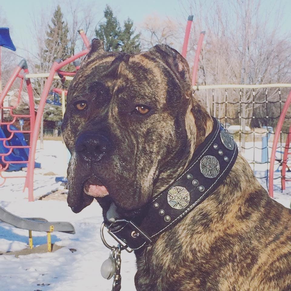 "Maximus Silver" großes Hundeset – Geschirr, Halsband, Leine in Schwarz-2