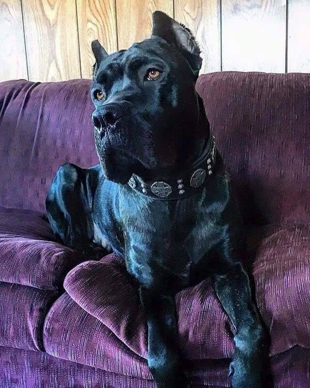 "Maximus Silver" großes Hundeset – Geschirr, Halsband, Leine in Schwarz-1