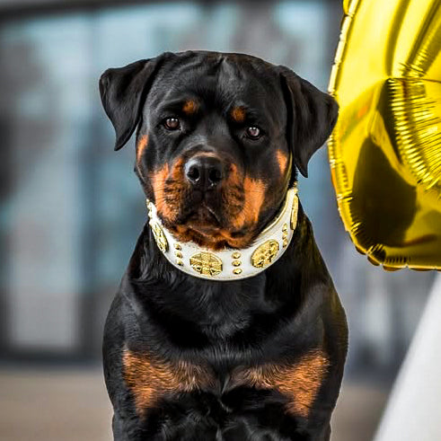 Das "Maximus" Halsband – 5 cm breit in Weiß & Gold-2