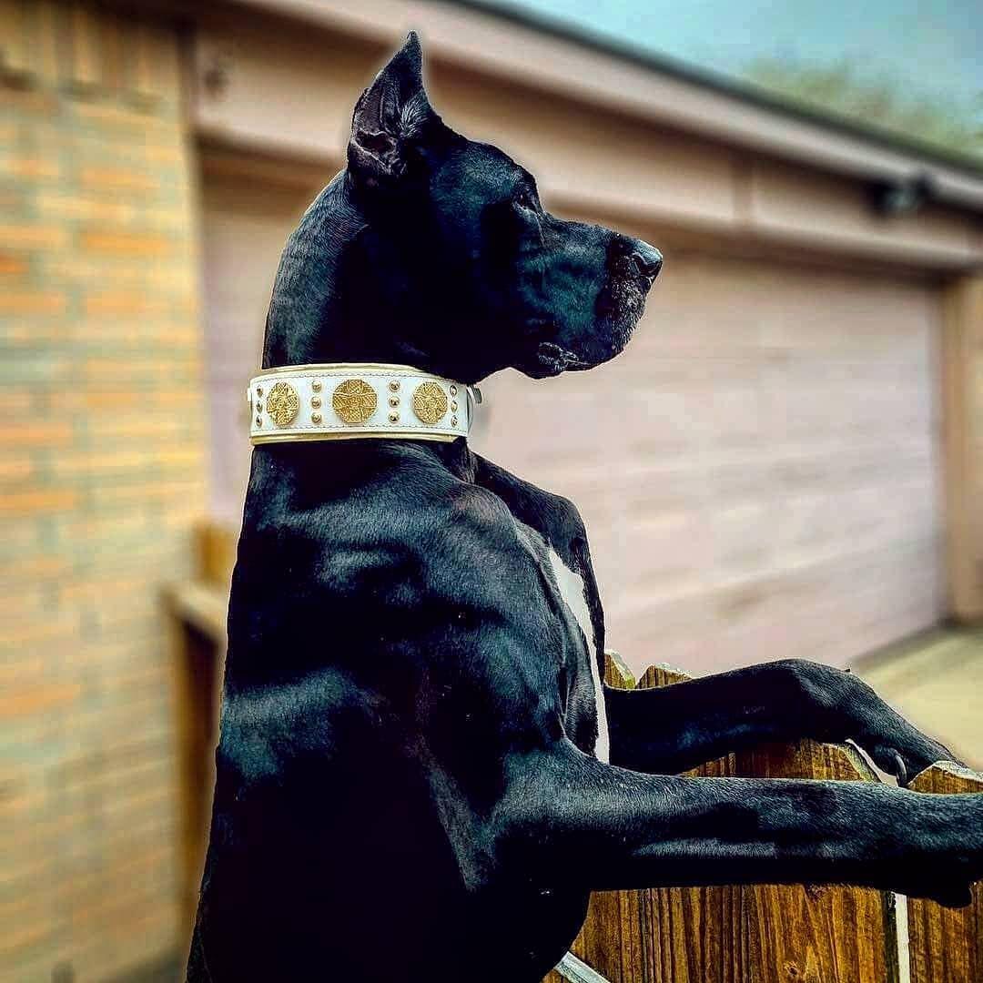 Das "Maximus" Halsband – 5 cm breit in Weiß & Gold-3