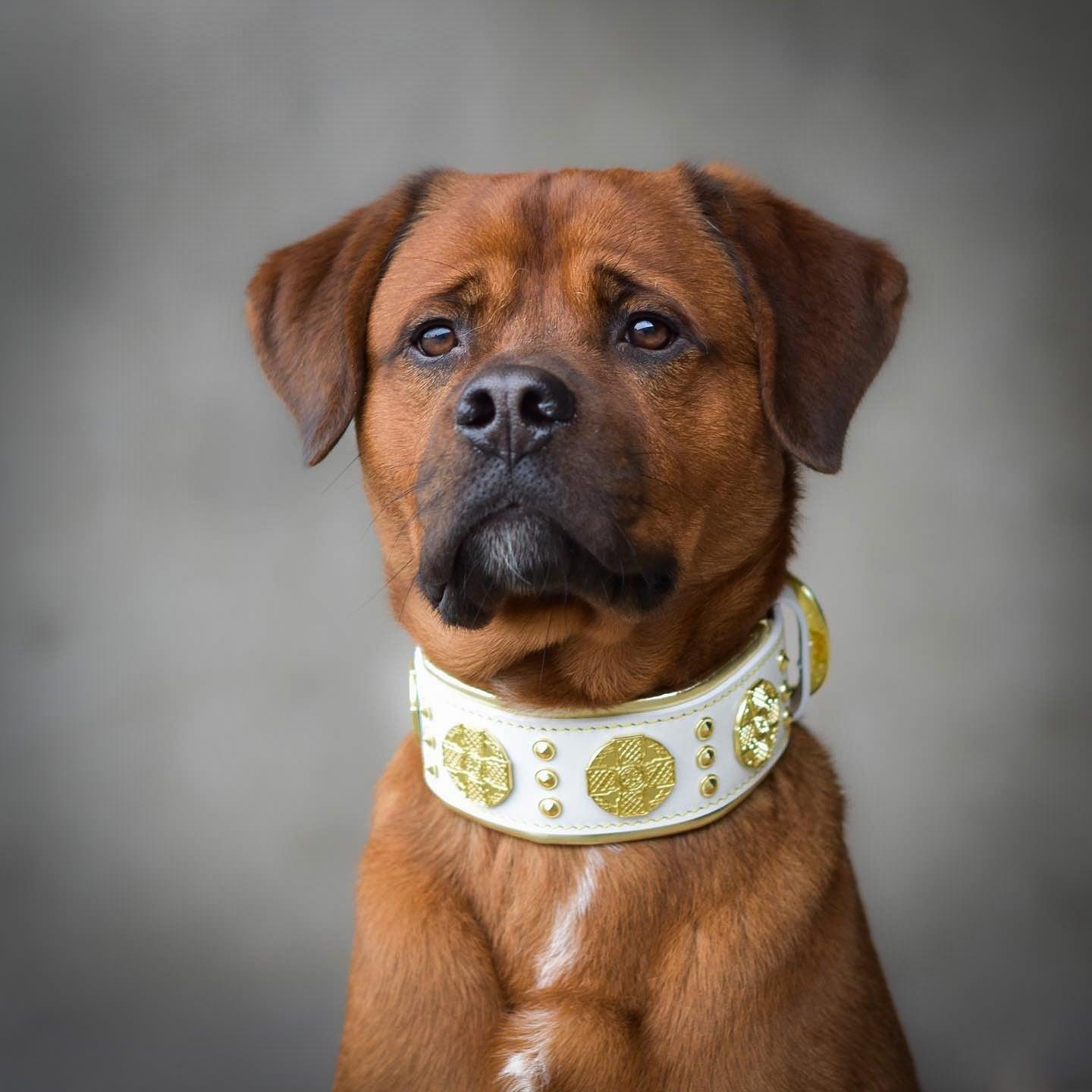 Das "Maximus" Halsband – 5 cm breit in Weiß & Gold-1