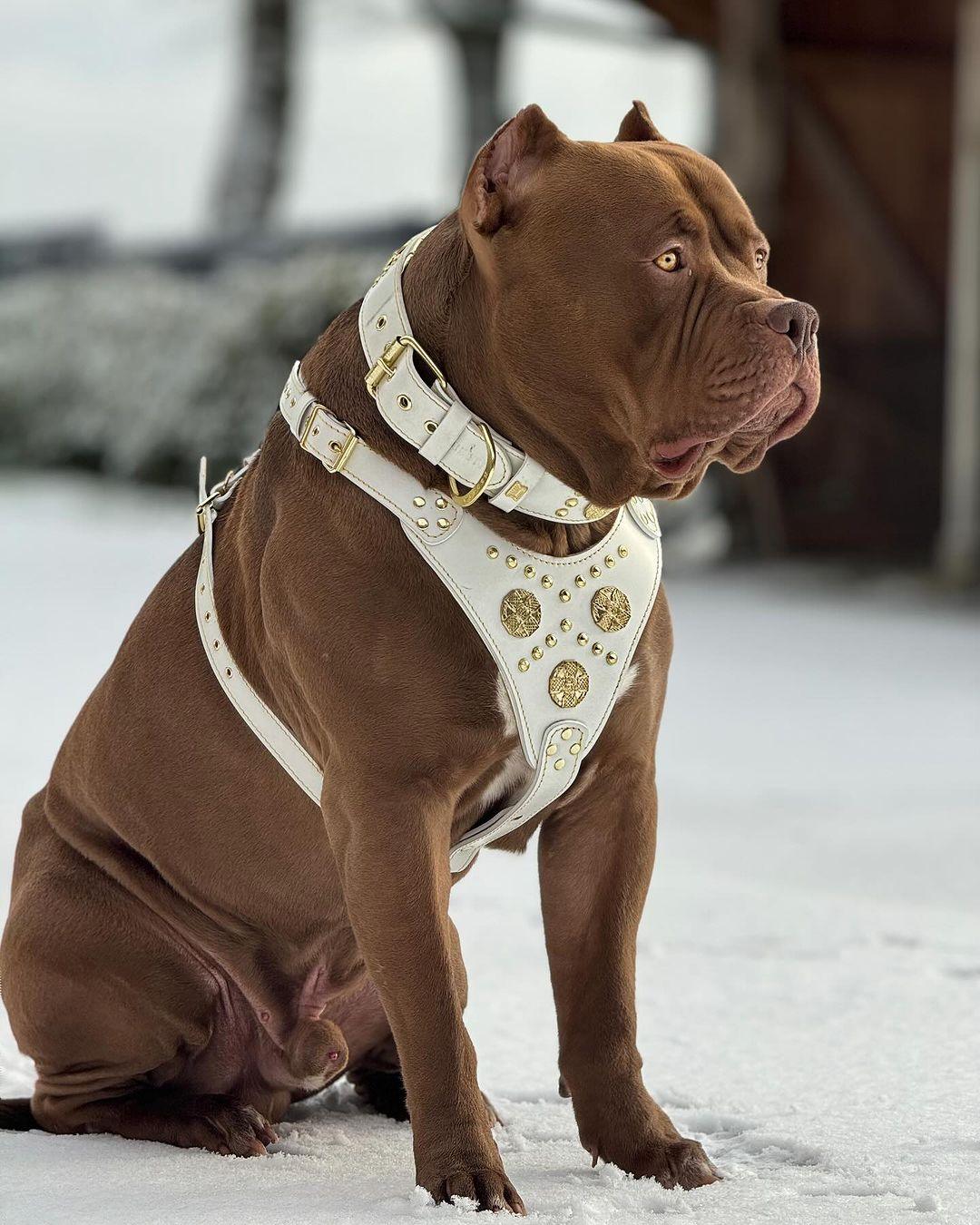 Das "Maximus" Halsband – 5 cm breit in Weiß & Gold-4