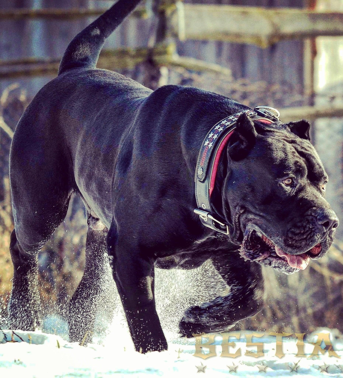 Das „General“ Lederhundehalsband-4