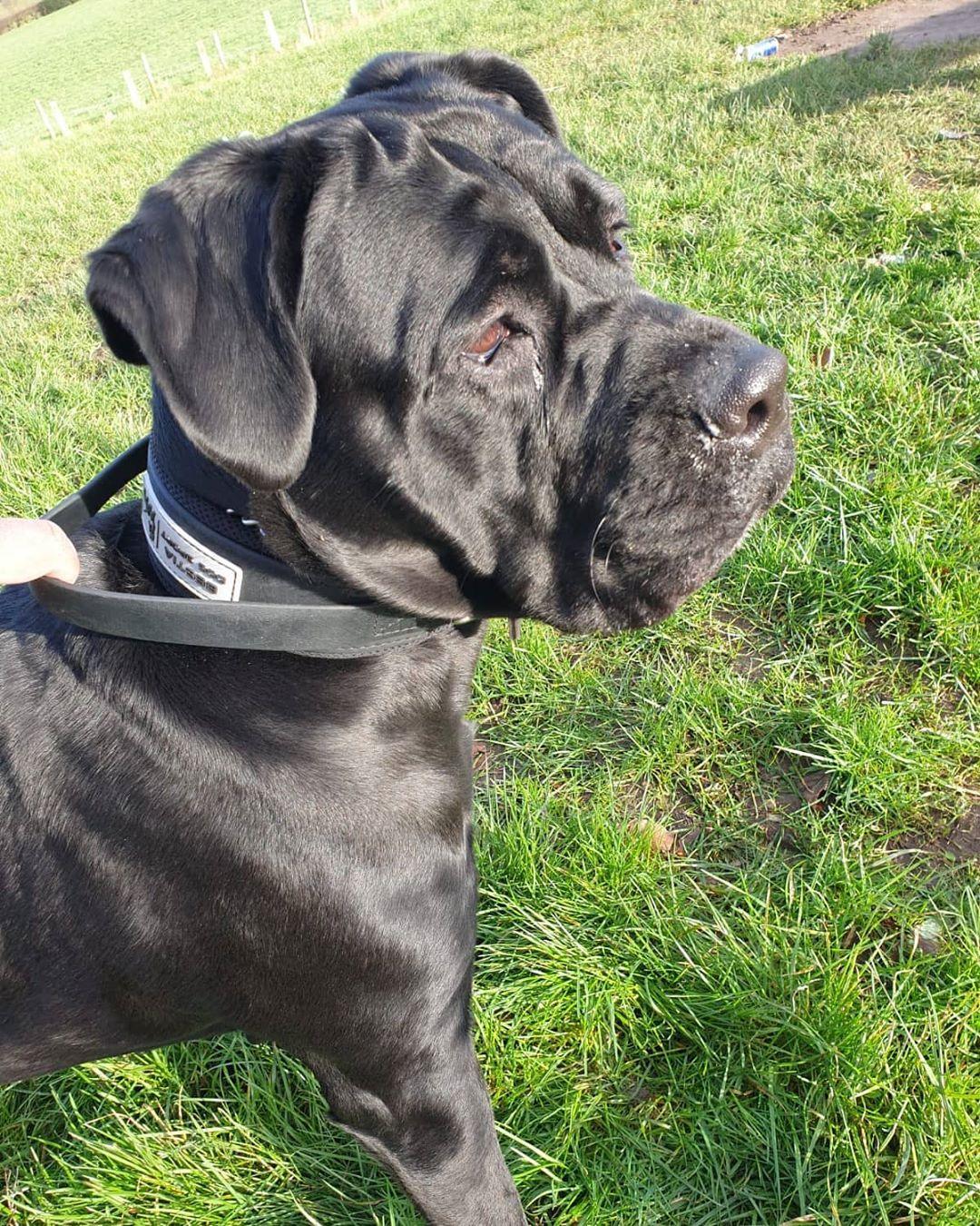 BESTIA DOG SPORT Griff-Halsband-3