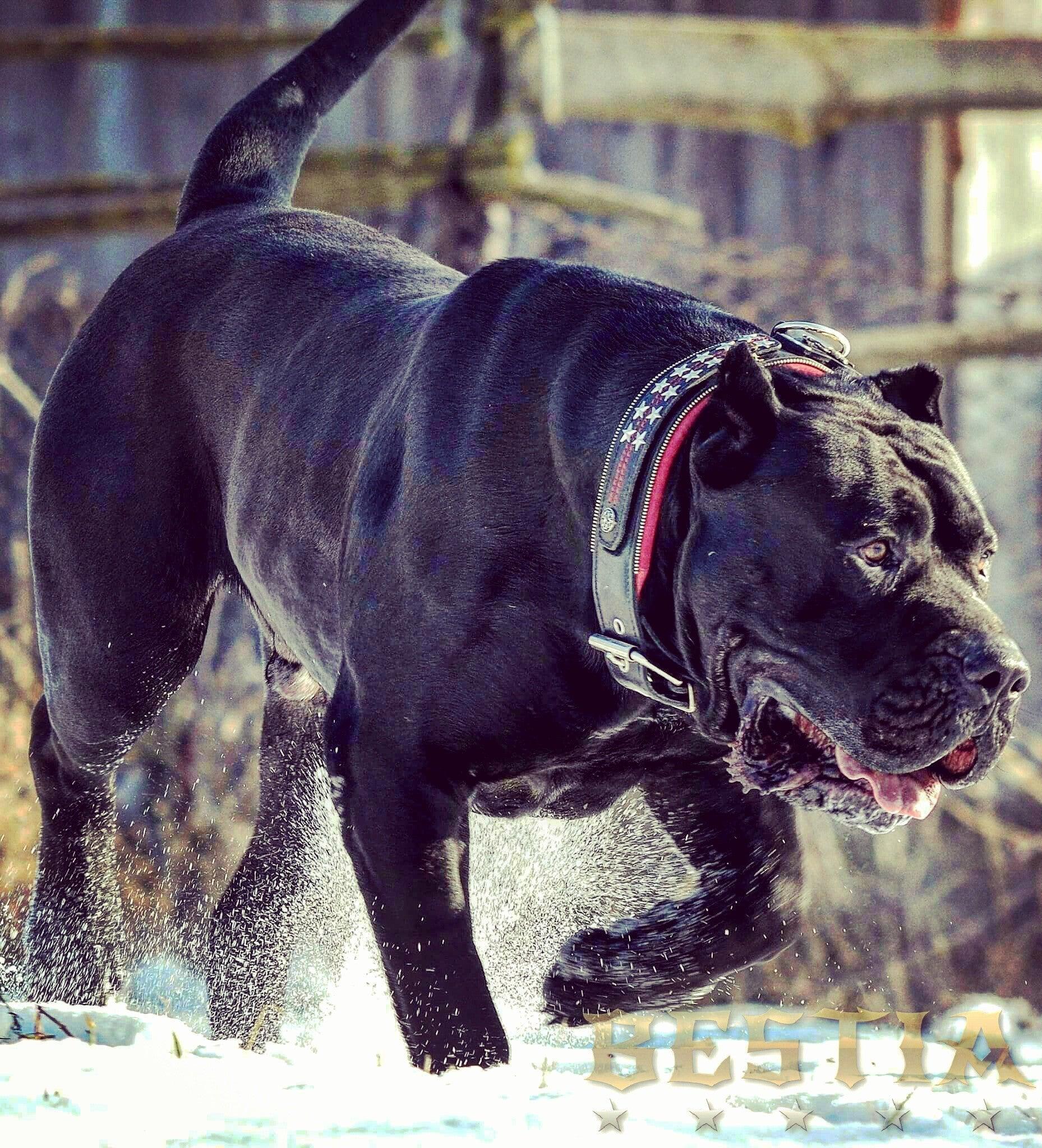 Das „General“ Lederhundehalsband-4